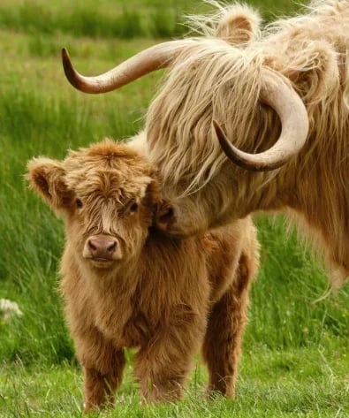 👍 Scottish Handmade Highland Cattle